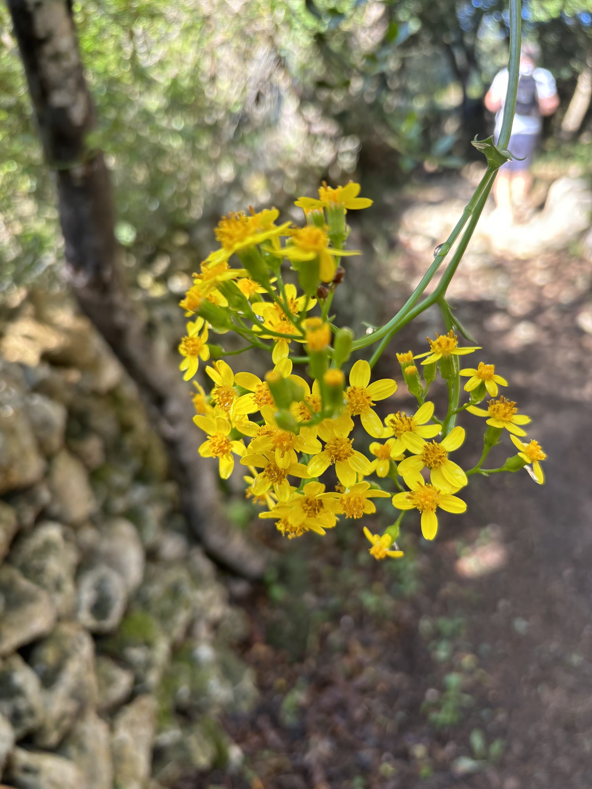 Ravin Trail _1