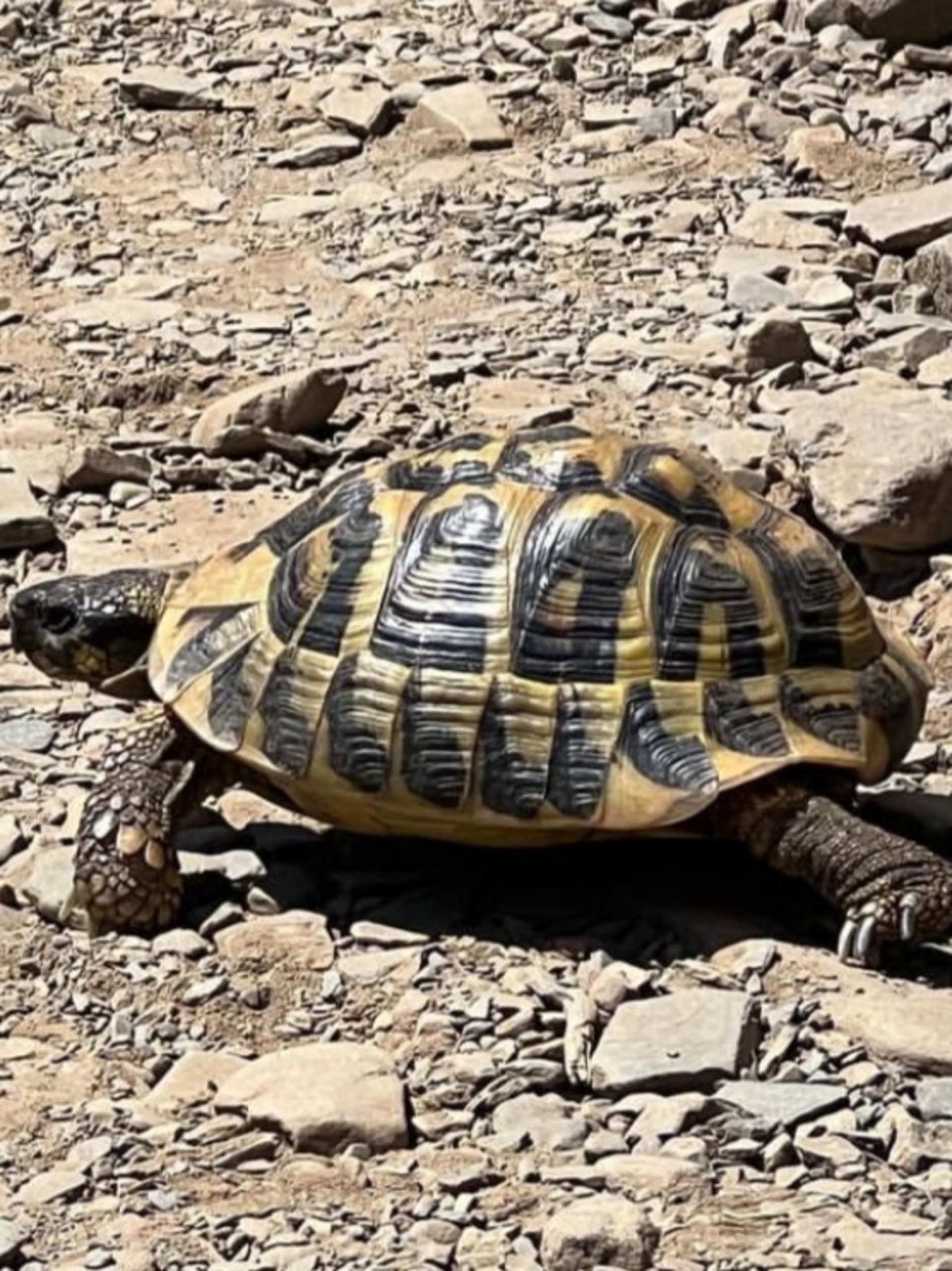 Turtle Day_1