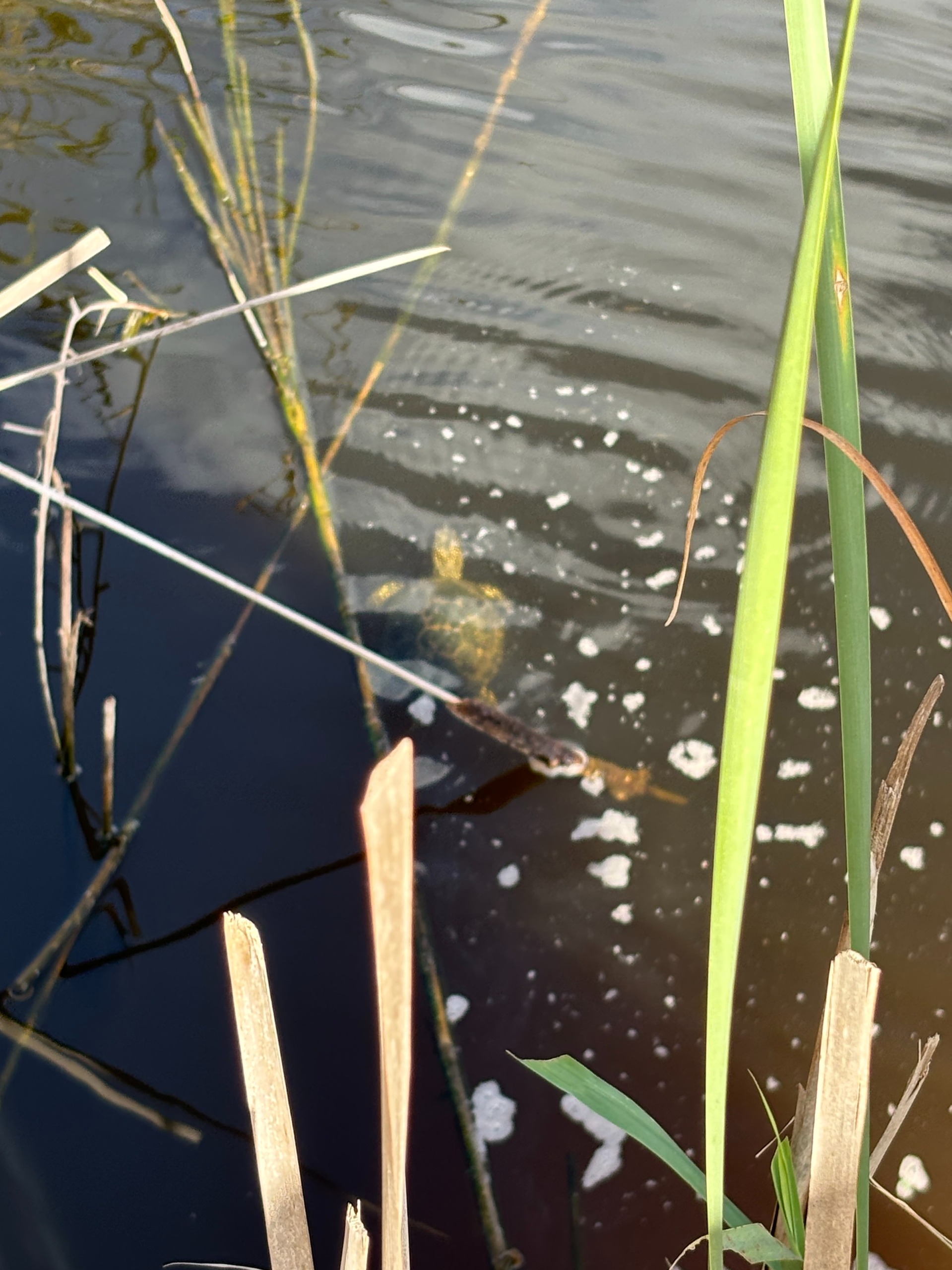 Turtle Day_11