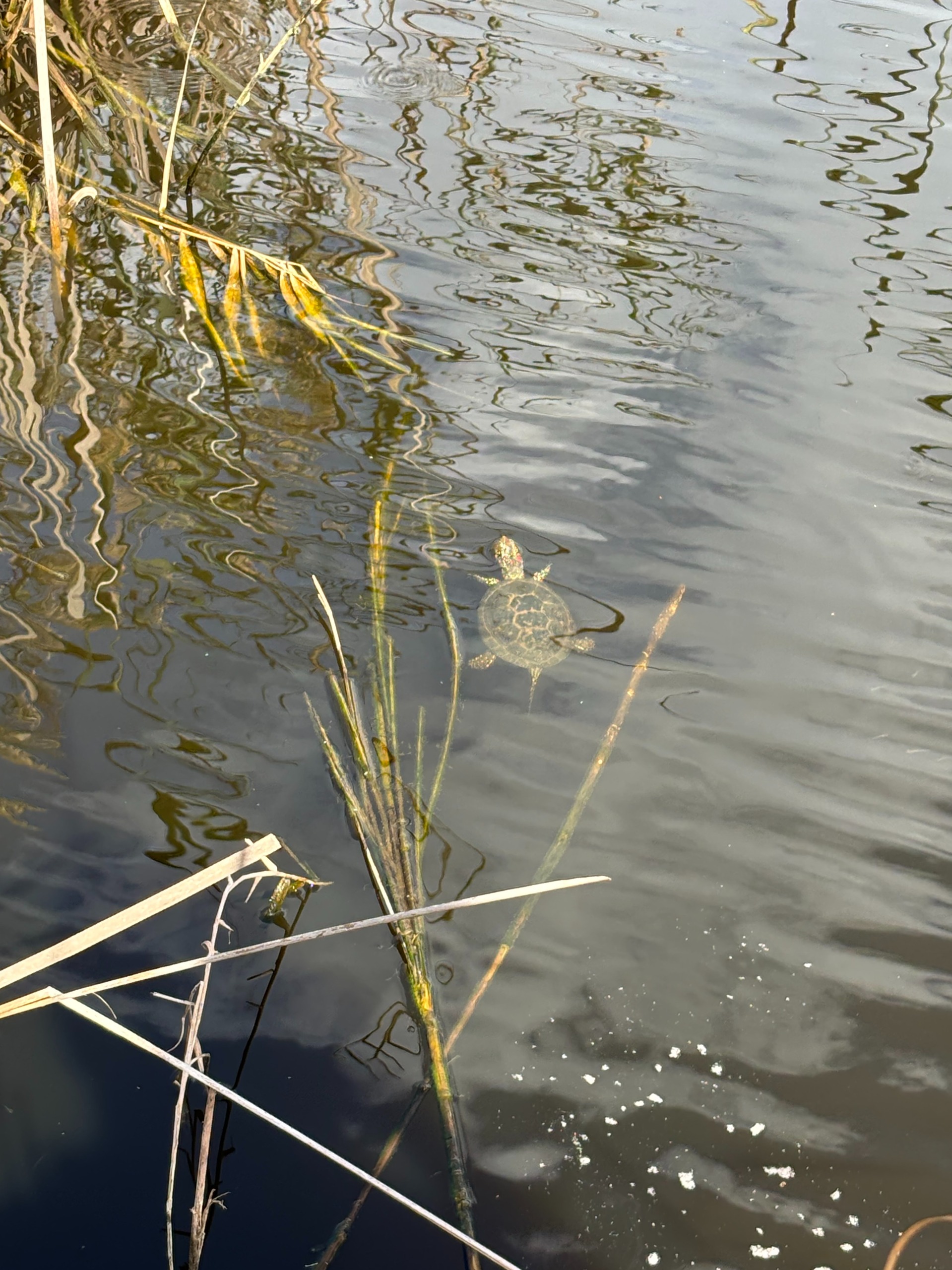 Turtle Day_12