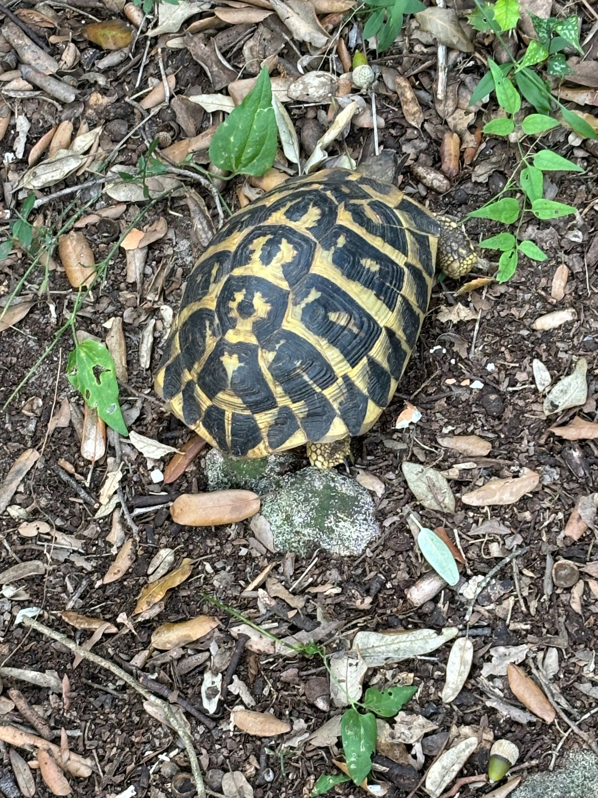 Turtle Day_13