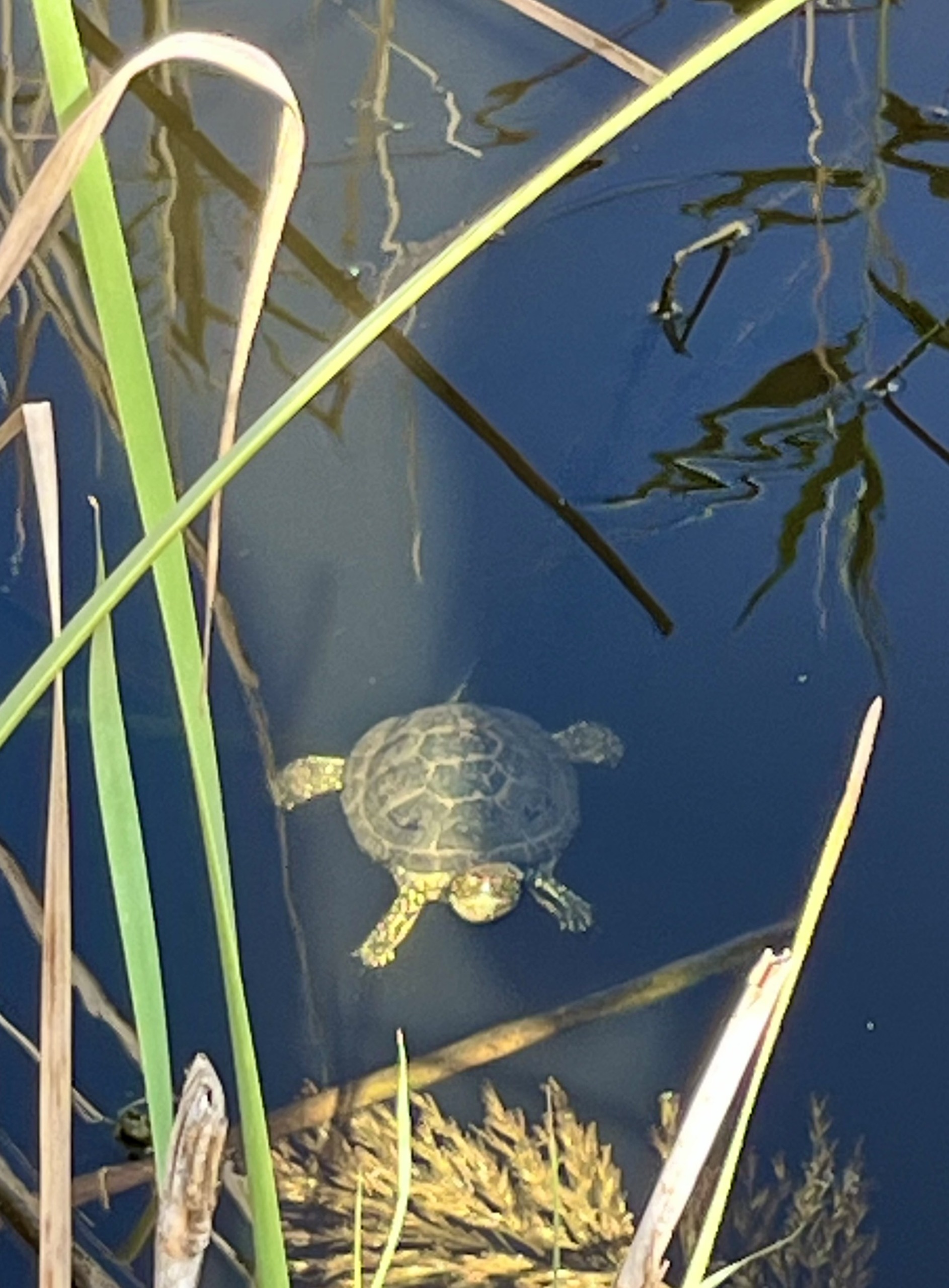 Turtle Day_17
