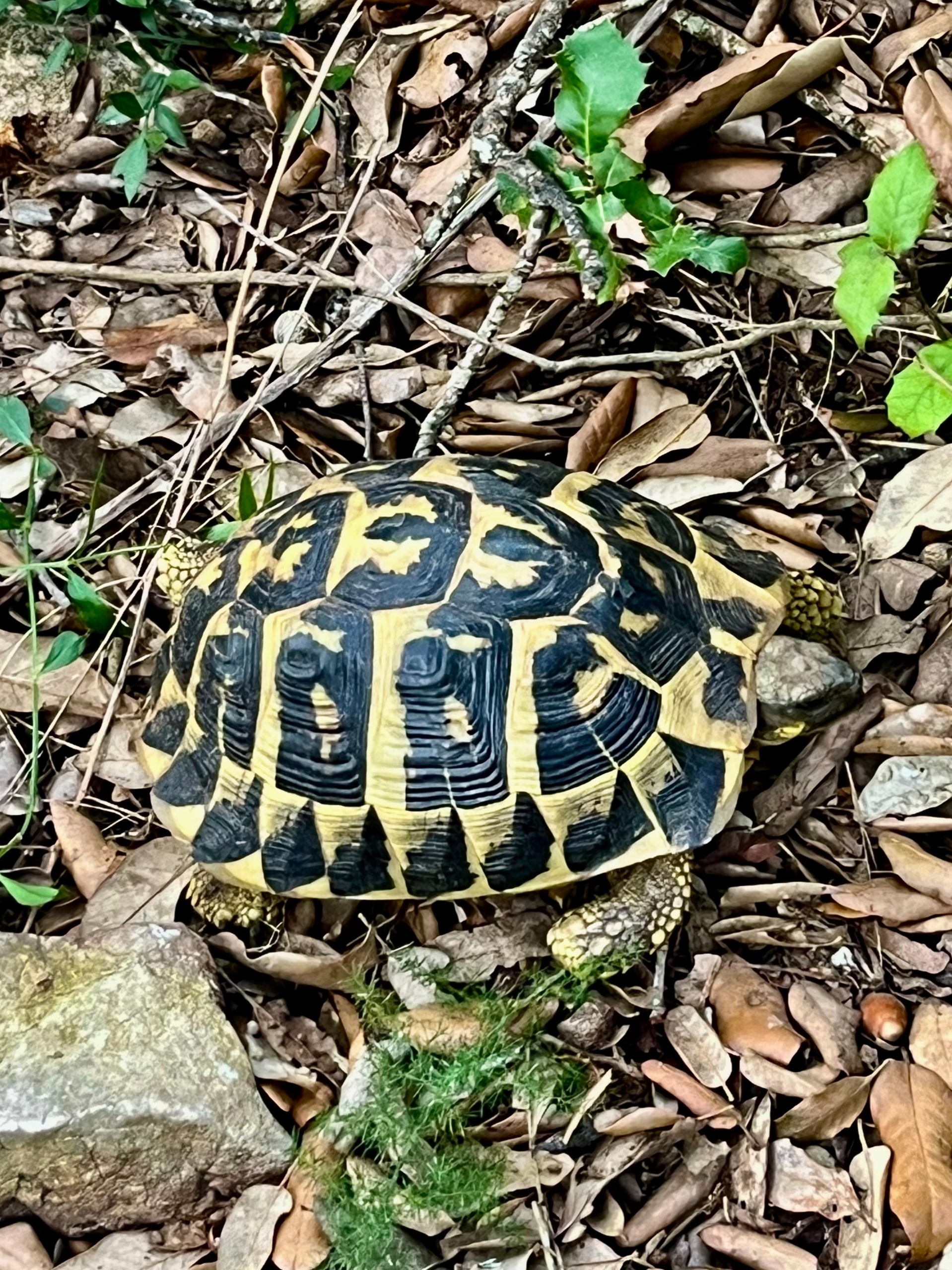 Turtle Day_20