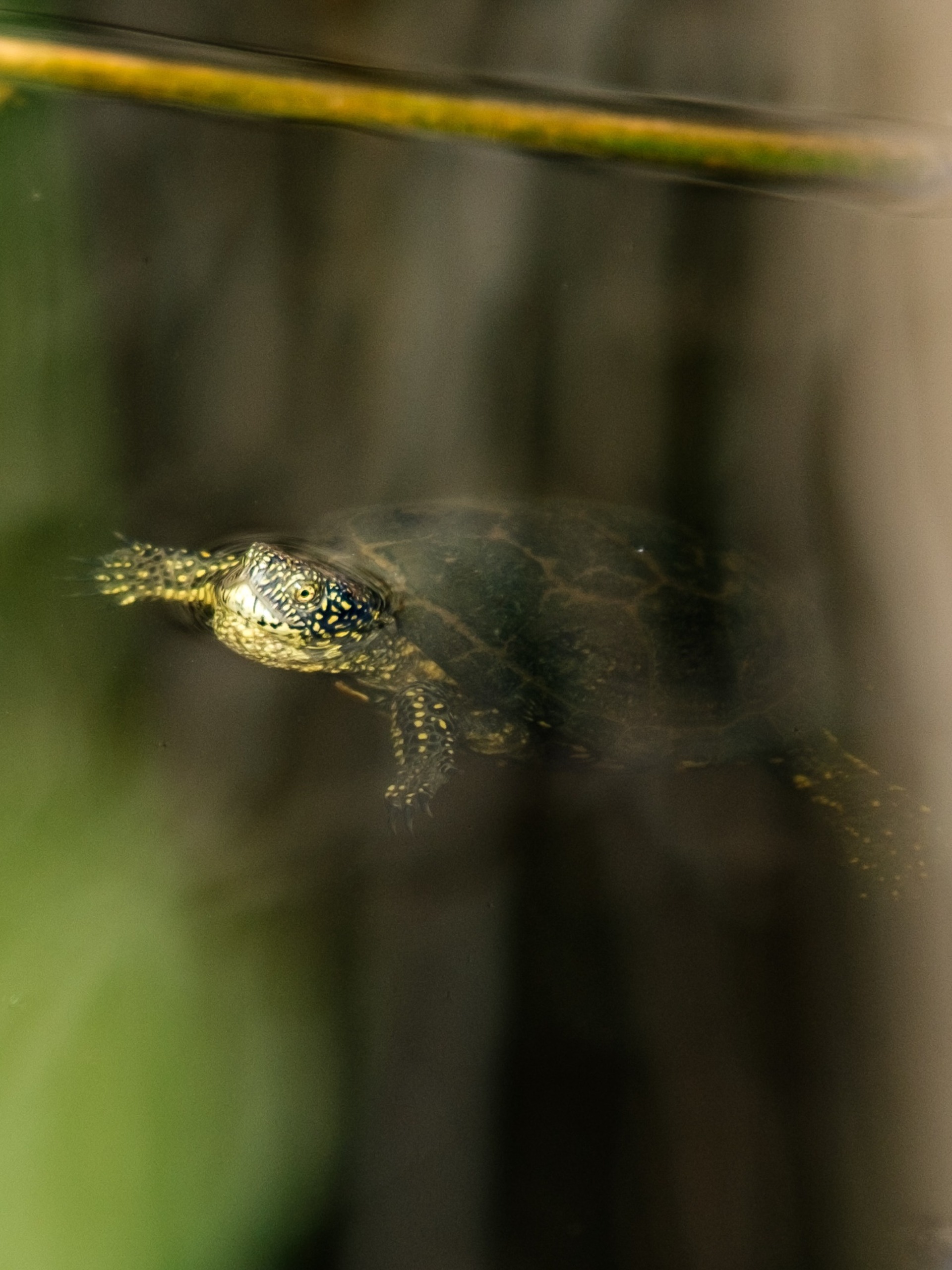 Turtle Day_23