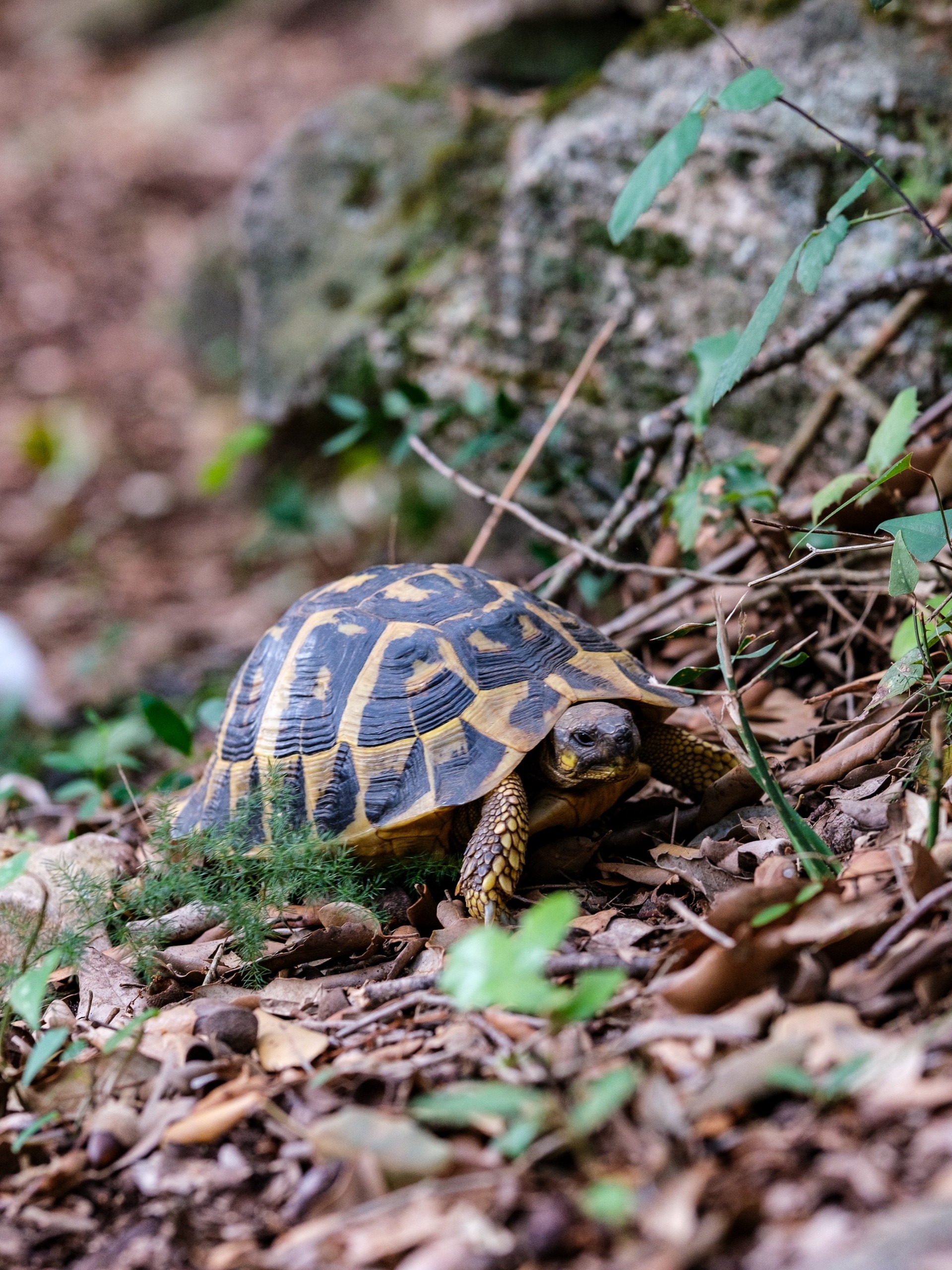 Turtle Day_24
